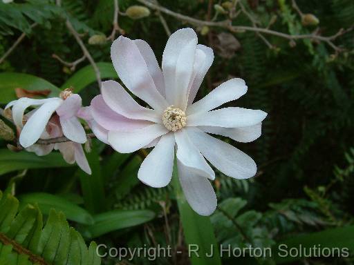 Magnolia stellata 